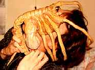 Face Hugger
